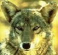 L'avatar di jackal