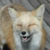 L'avatar di Kitsune